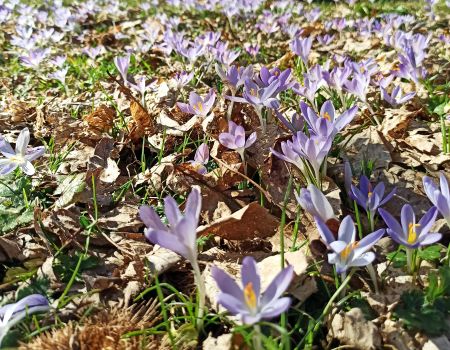 Весна на Скадарском озере
