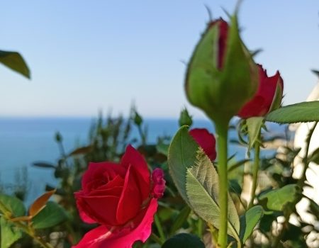 Черногорские сладости: варенье из лепестков роз